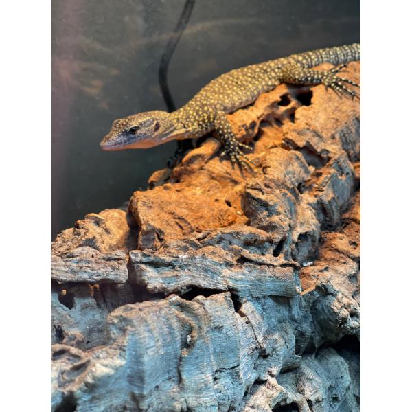 Natural Cork Bark Round for Reptile Terrarium Vivarium