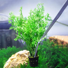 Aquarium Tweezers 48 cm Stainless Steel – Straight / Curved Aquascaping Tool for Aquarium Plants