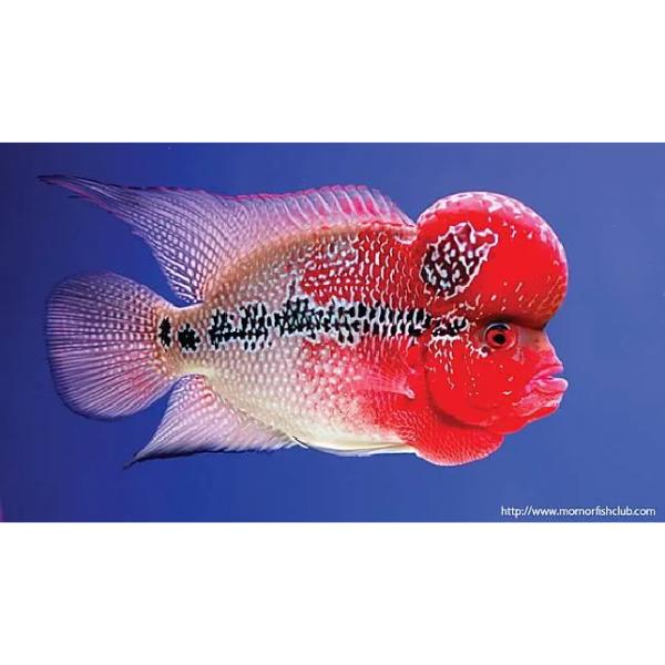 Ocean Free 100g XO Flowerhorn Fish Food