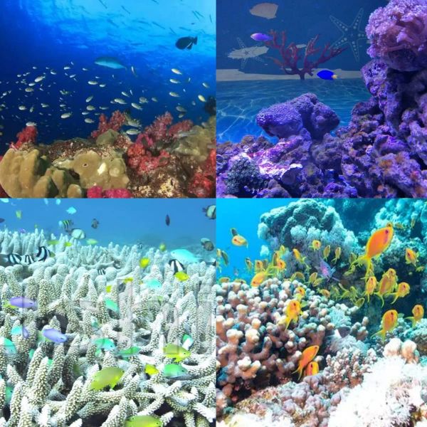 Aquarium Coral Feeder Syringe Tube for Reef Liquid Fertilizer