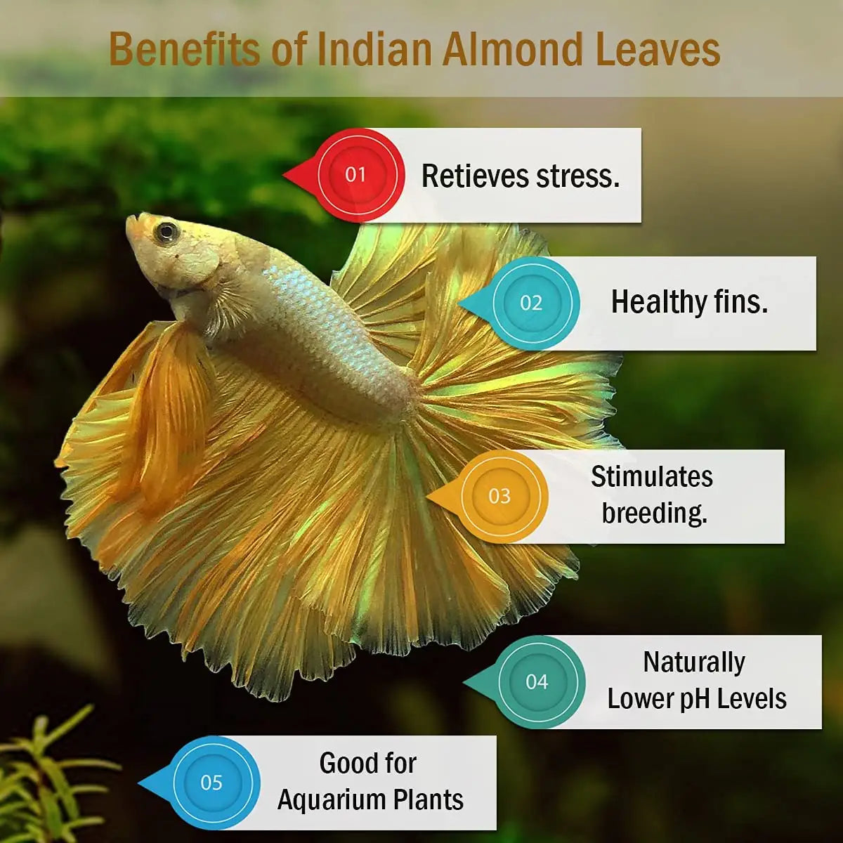 Premium Dried Indian Almond Catappa Leaves Tea Bag