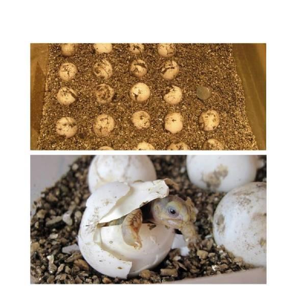 Vermiculite Casing Substrate for All Types of Reptiles