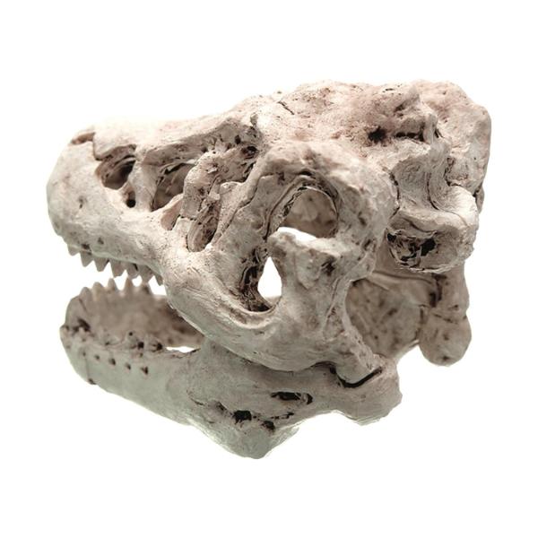 dinasour skull 8.5x5.5X4.5cm