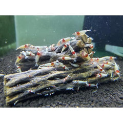 Natural Cholla Wood for Aquarium Decoration Shrimp and Fish Tank
