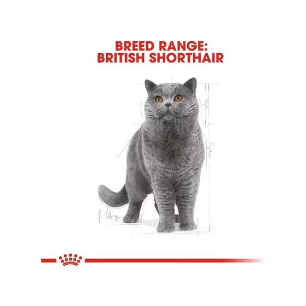 Royal Canin B&K Feline Breed Nutrition Persian Adult 4Kg Cat Dry Food