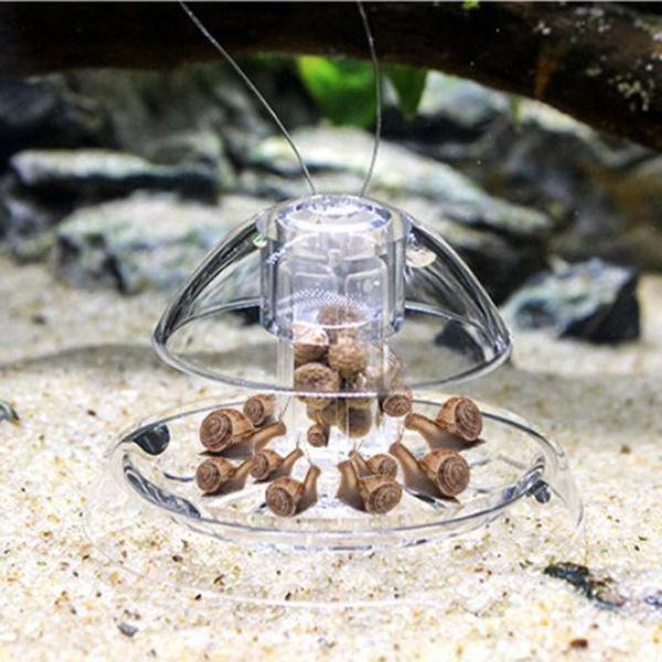 Clear Snail Trap for Planarian Leech