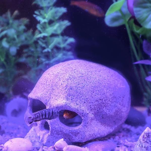 Aquarium Fish Hideout Rock Cave Decor 11.5x9x8.5cm
