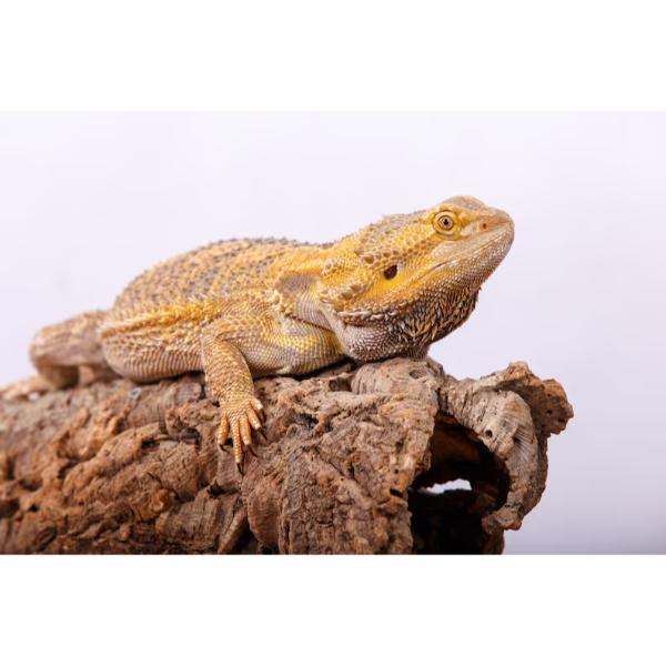 Natural Cork Bark Round for Reptile Terrarium Vivarium