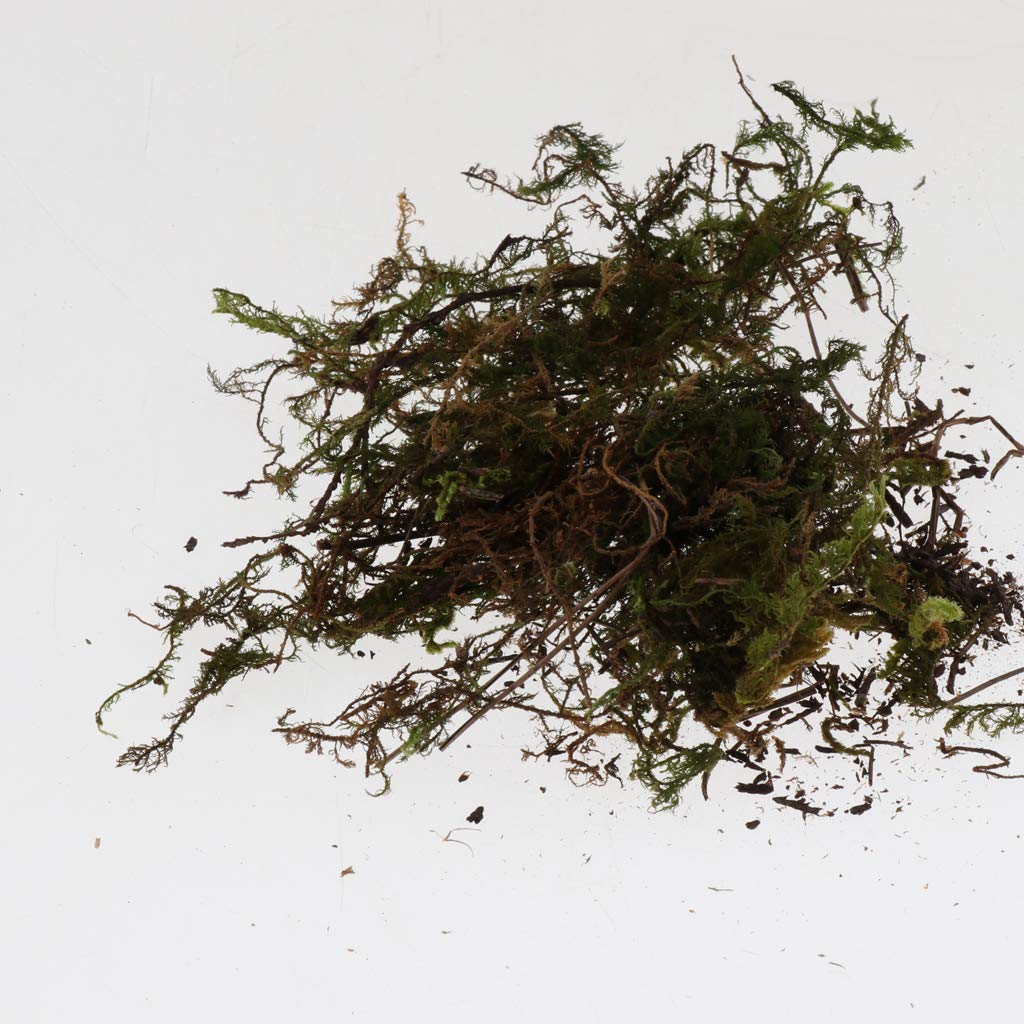 Natural Reptile Terrarium Moss, Substrate Turtle Tank Terrarium Moss - Green, 1000G/500G