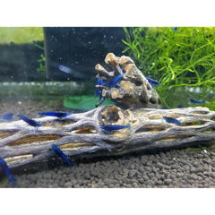 Natural Cholla Wood for Aquarium Decoration Shrimp and Fish Tank