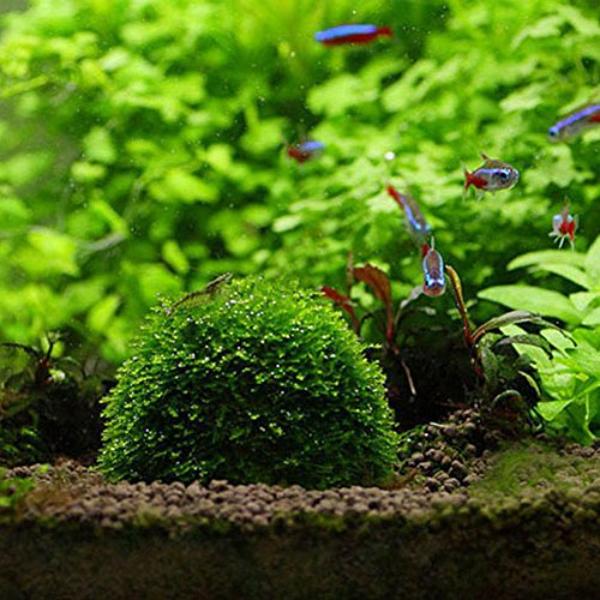 Natural Aquatic Bio Moss Ball