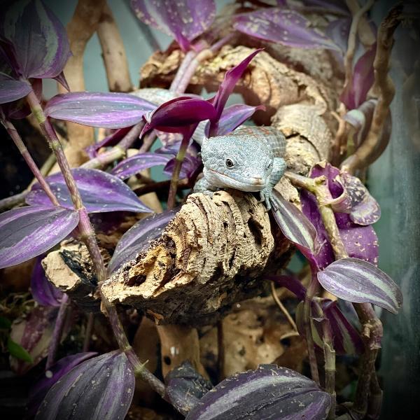 Natural Cork Bark Round for Reptile Terrarium Vivarium