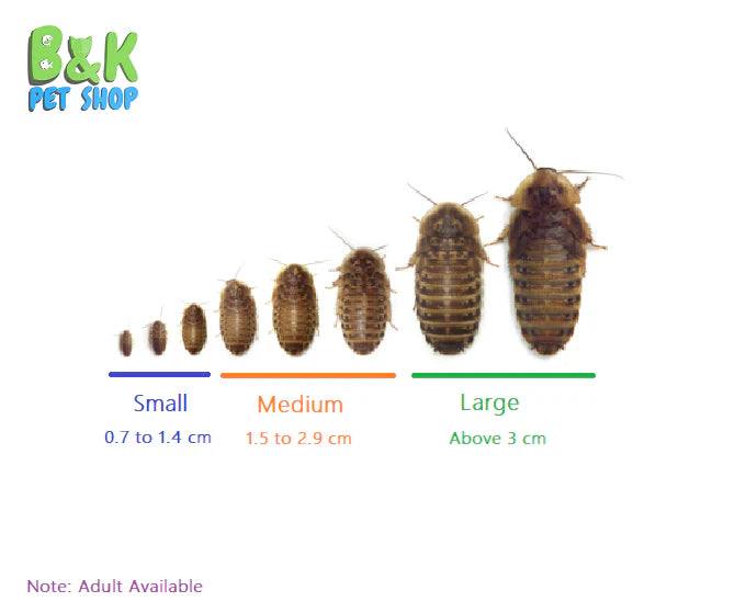 Live Feeder Dubia Roaches Organic feed - Free Delivery