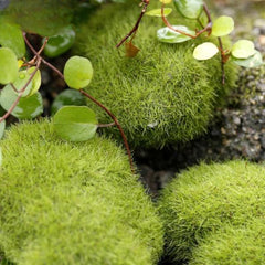 Fake Moss Ball Aquarium Decoration – 4 Sizes