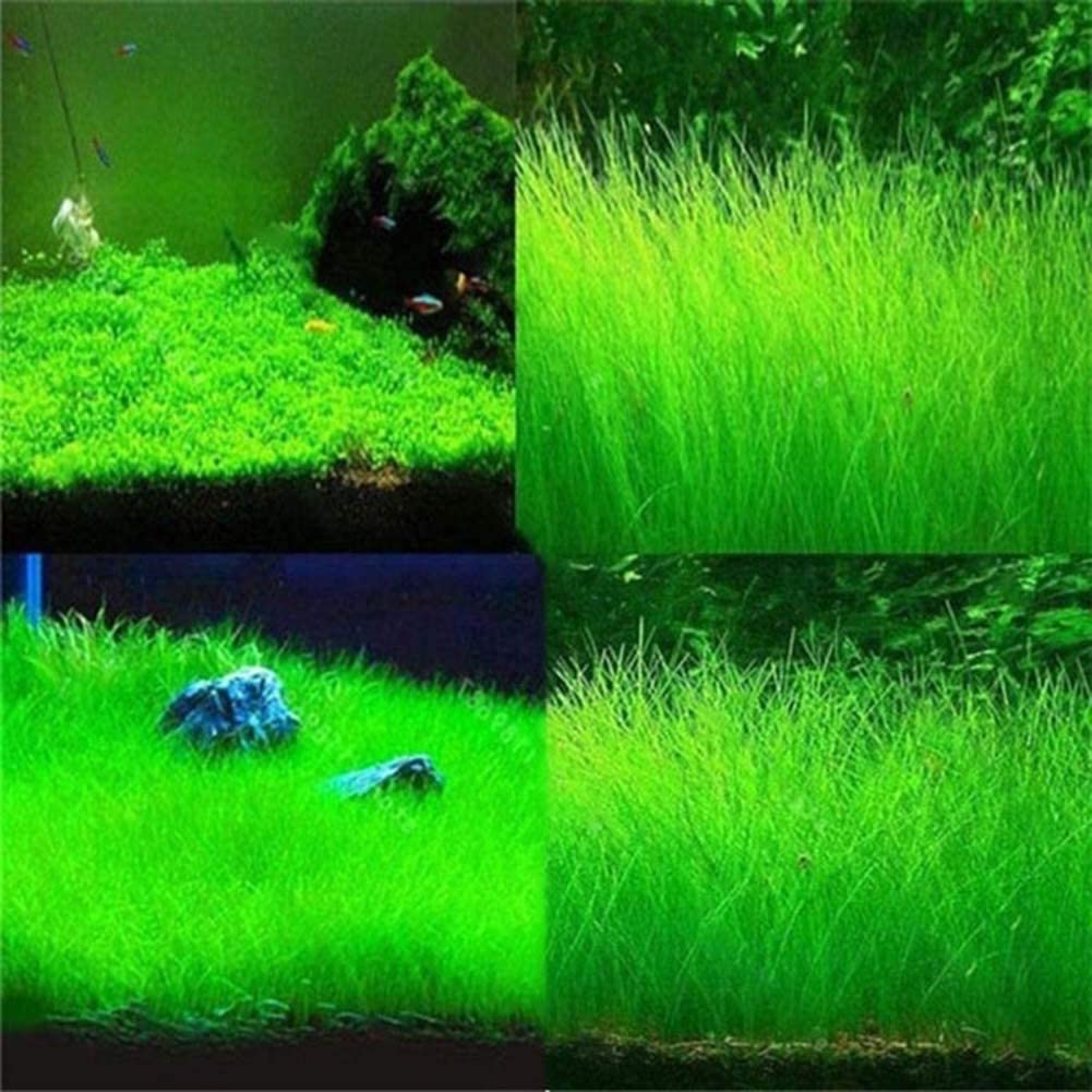 Aquarium Plant Seeds Landscape Decoration 600pcs