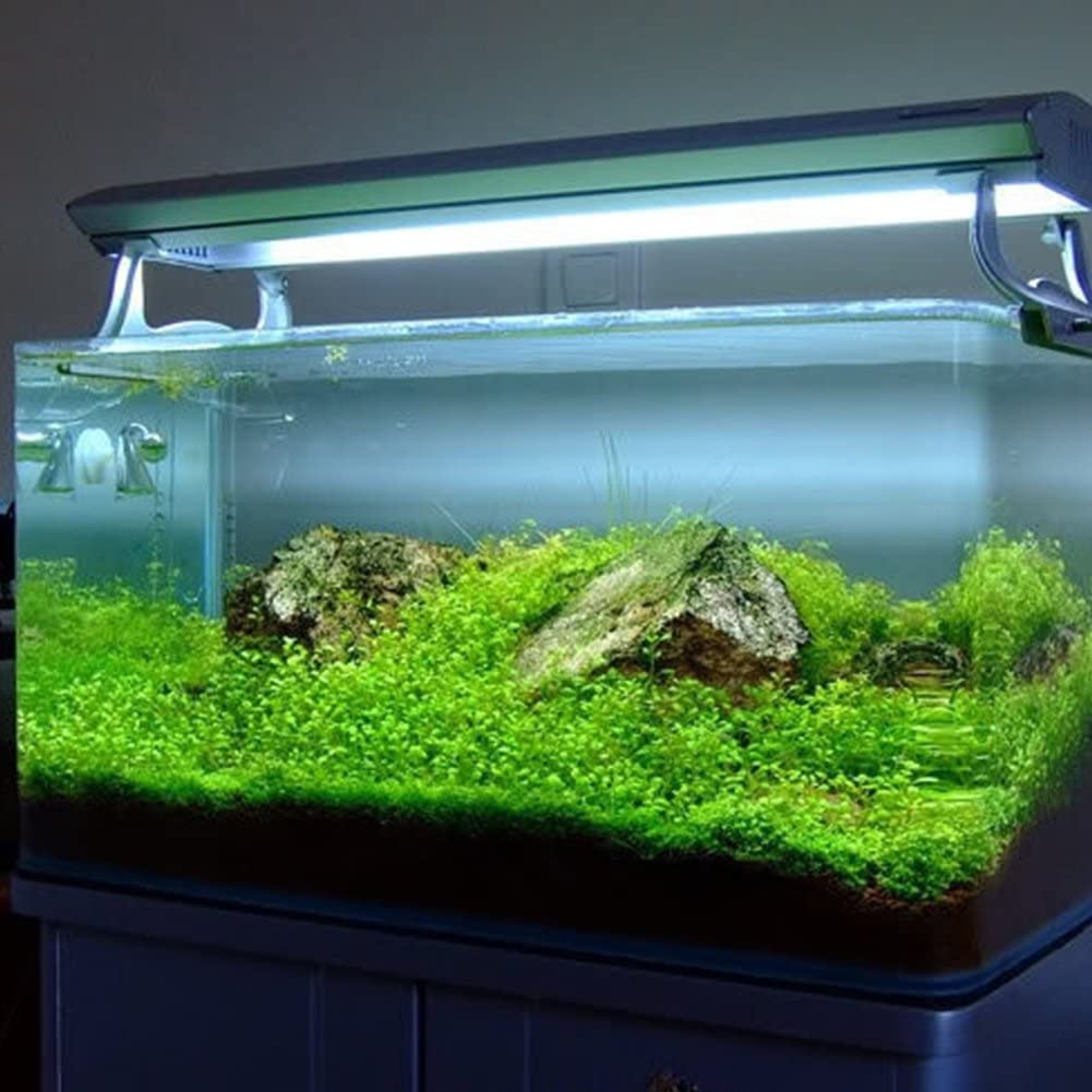B&K Aquatic Plant Seeds 4 Types x 1000 pcs