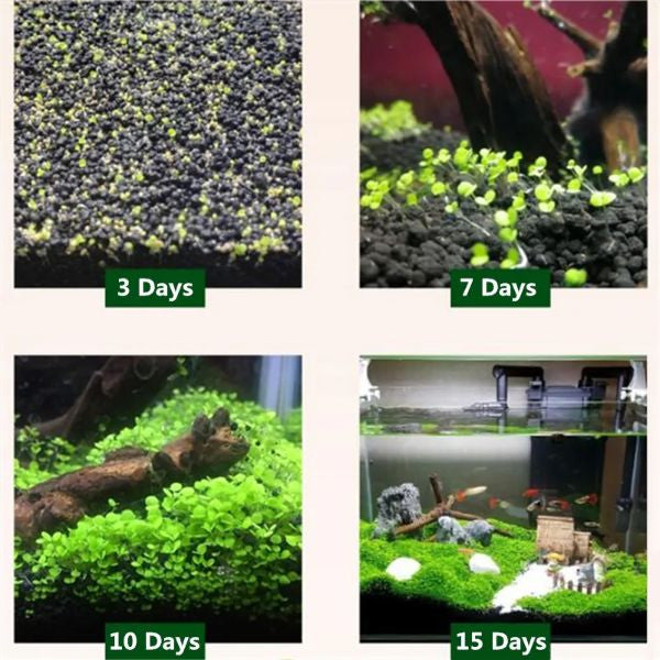 B&K Aquatic Plant Seeds 4 Types x 1000 pcs