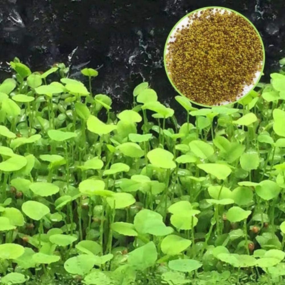 Aquarium Plant Seeds Landscape Decoration 600pcs
