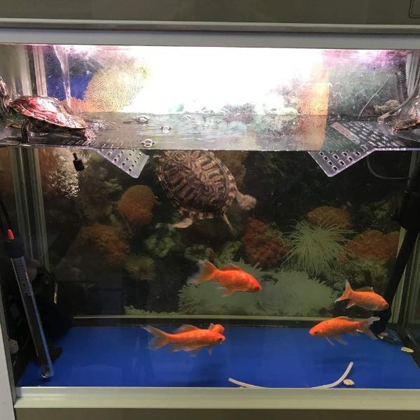 Turtle Floating Platform, Turtle Basking Platform Stand, Acrylic Terrace Turtle Bask Terrace Island Floating Basking Platform, Climb Terrarium Aquarium Tank