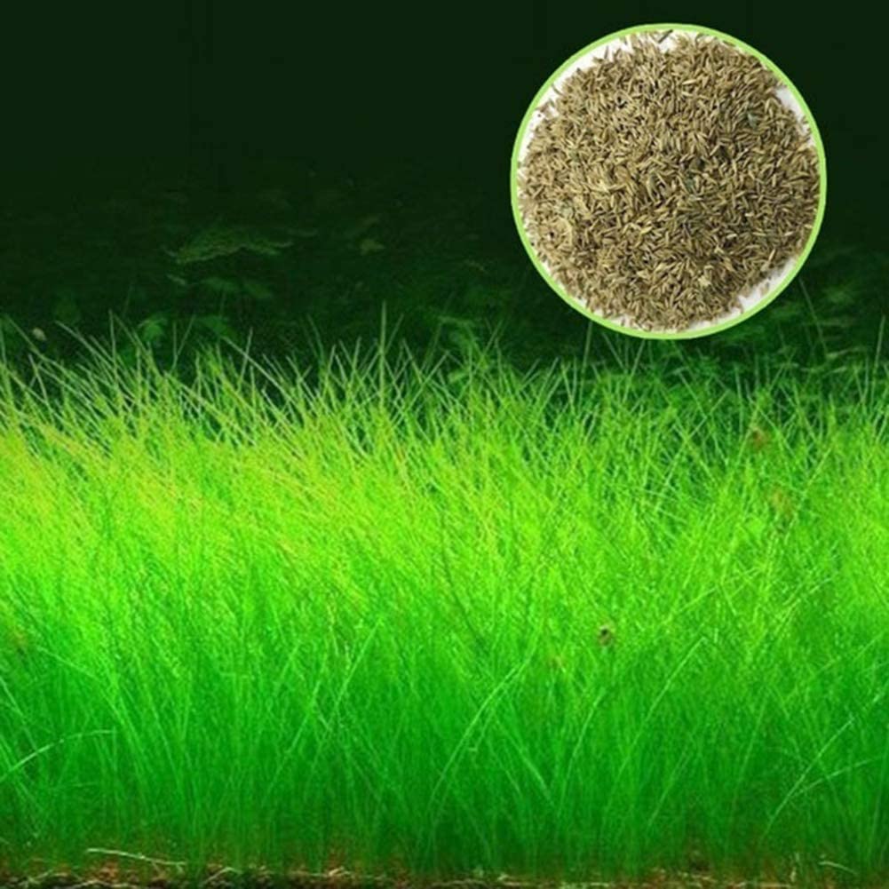 Aquarium Plant Seeds Landscape Decoration 600pcs